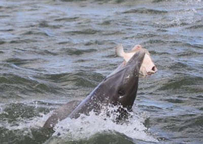 Baywatch Dolphin Tours Galveston Texas